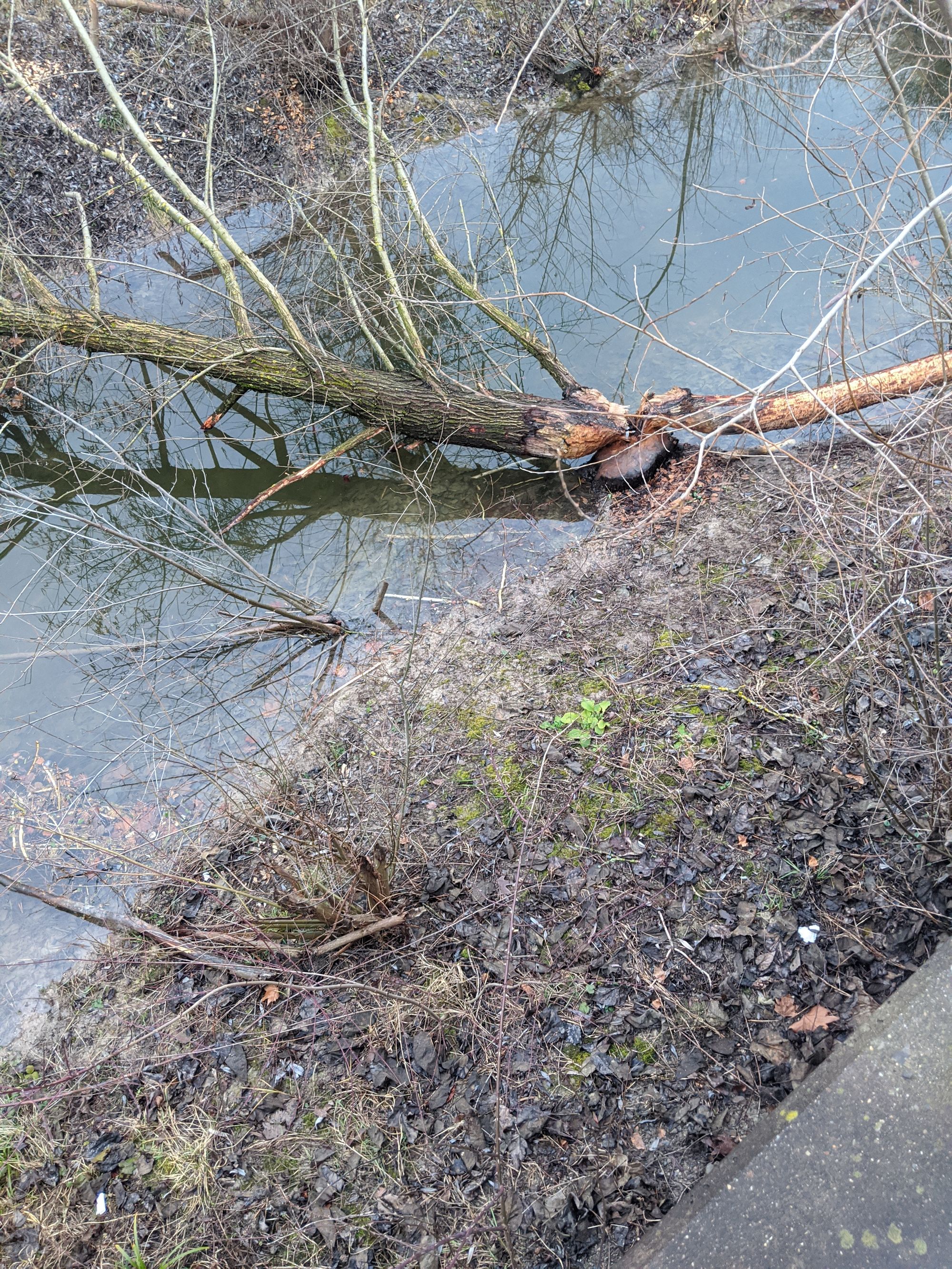 Beaver vs the Tree